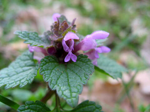 Image of purple archangel