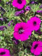 Image de Petunia integrifolia (Hook.) Schinz & Thellung