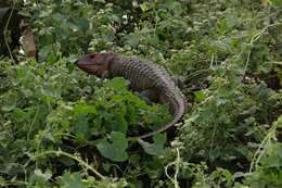 Image of Northern caiman lizard