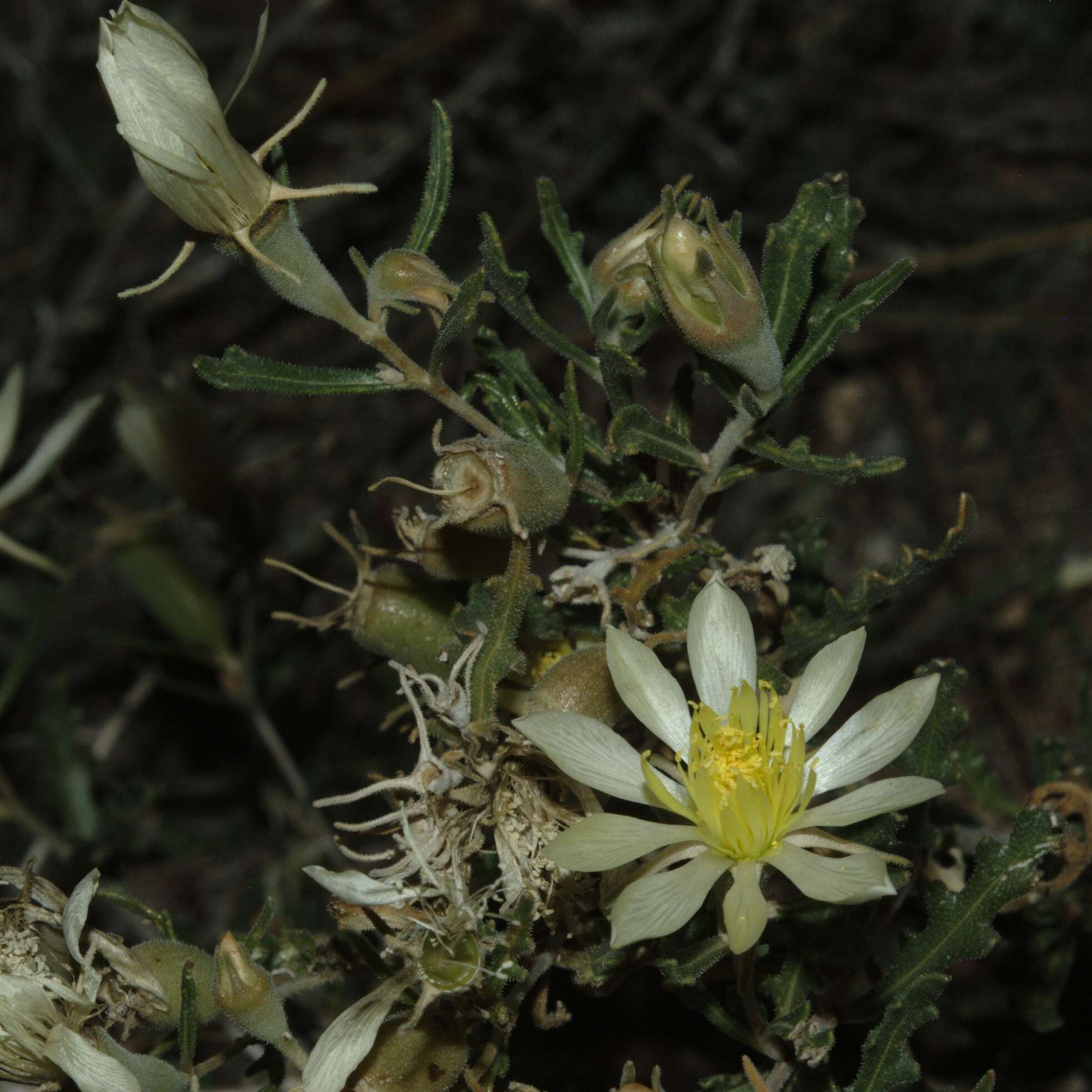 Image of Adonis blazingstar