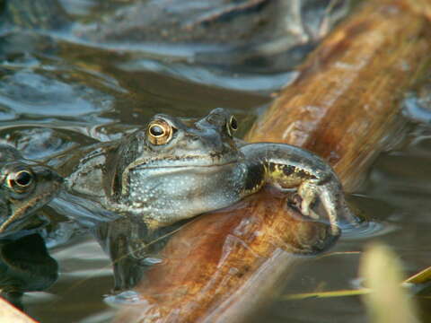 Image of Common frog