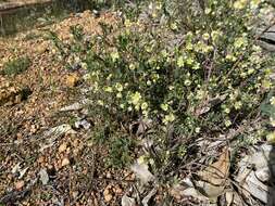 Image of False Boronia