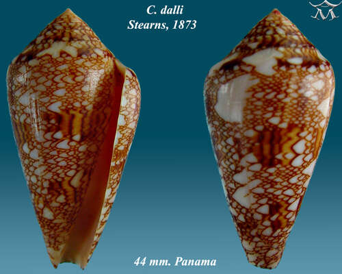 Image of Dall's cone