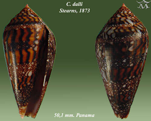 Image of Dall's cone