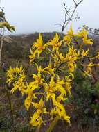 Image of Cyrtochilum auropurpureum (Rchb. fil.) Dalström