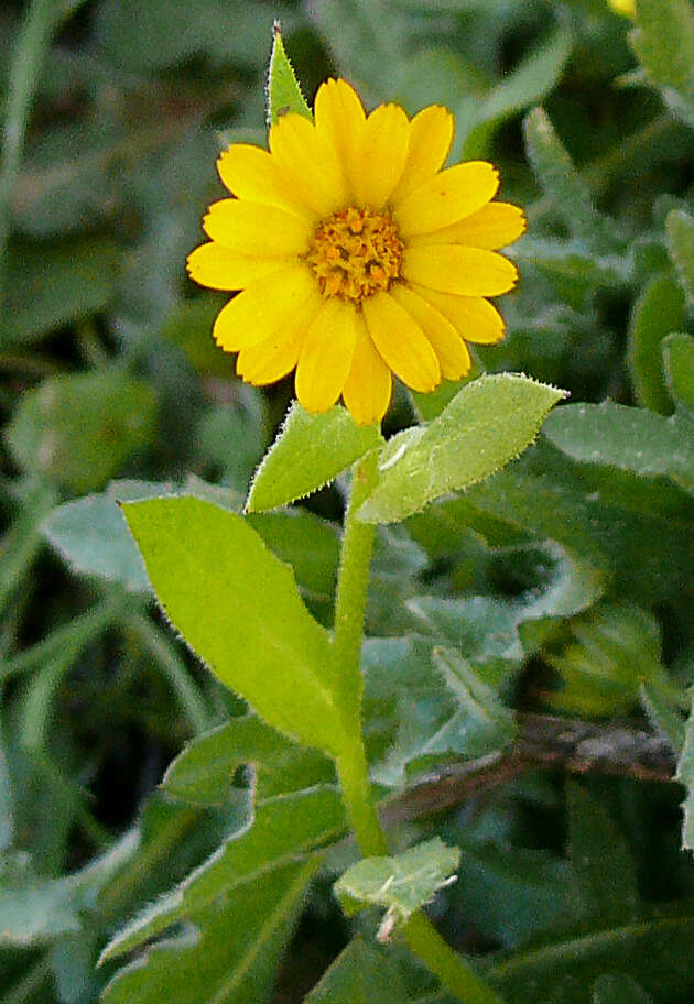 Image of field marigold