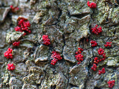 Image of Neonectria faginata (M. L. Lohman, A. M. J. Watson & Ayers) Castl. & Rossman 2006