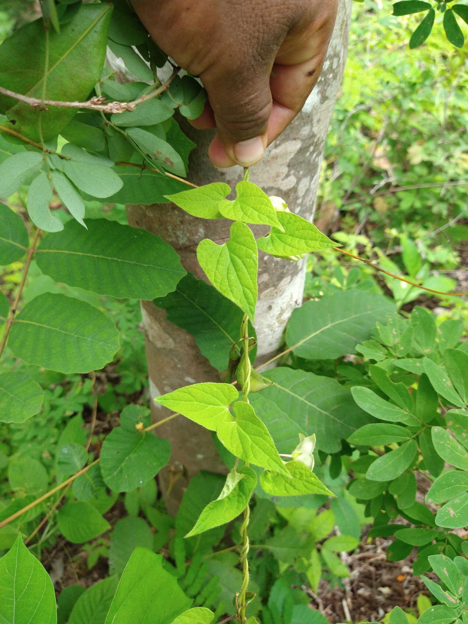 Sivun Dictyanthus asper (Mill.) W. D. Stevens kuva