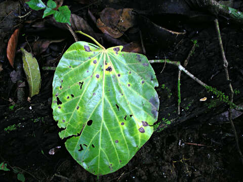 Imagem de Pterygota excelsa (Standl. & L. O. Williams) Kosterm.