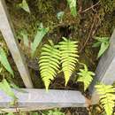 Sivun Dryopteris cycadina (Franch. & Sav.) C. Chr. kuva