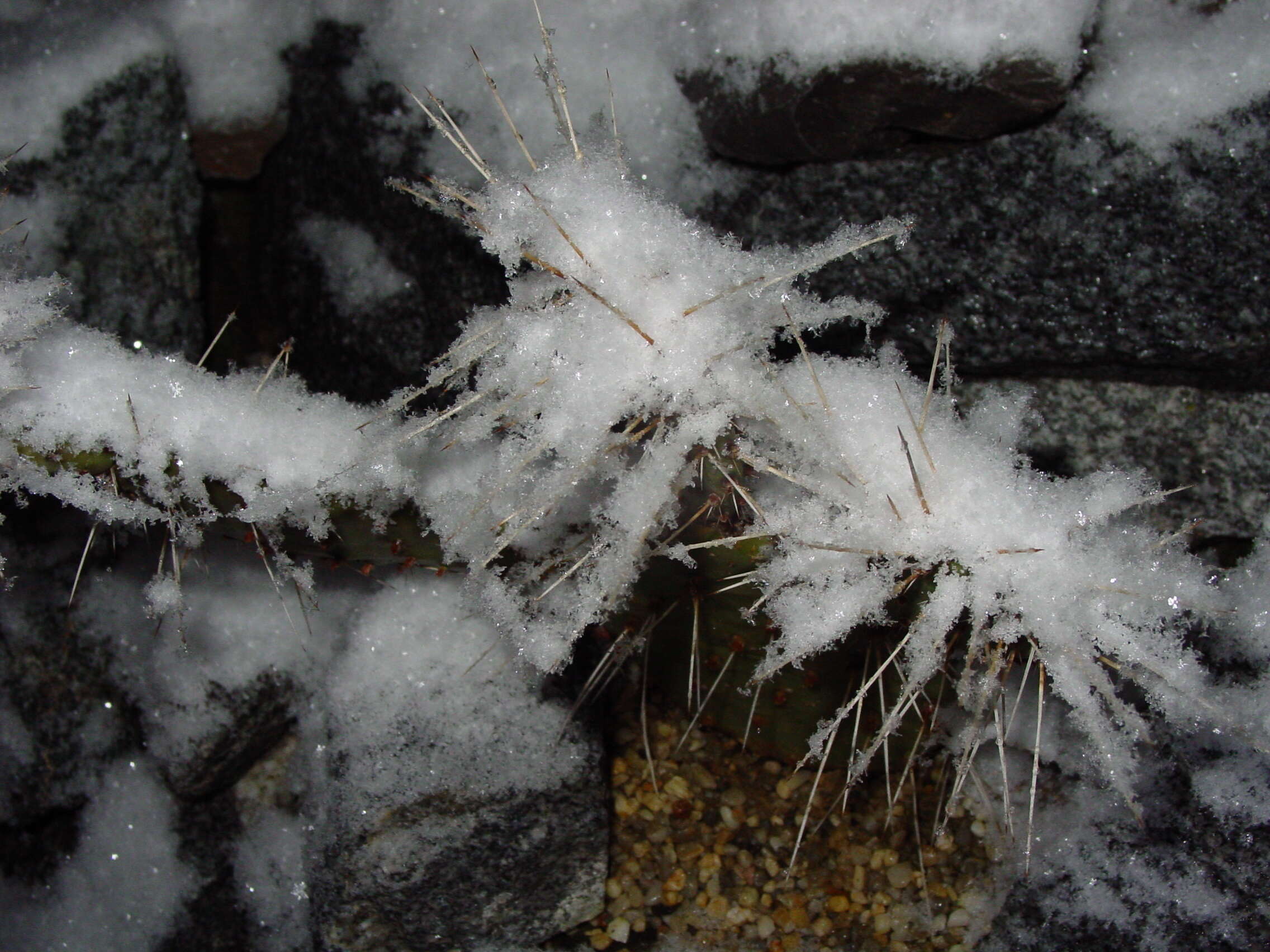 Image of Brownspine Pricklypear