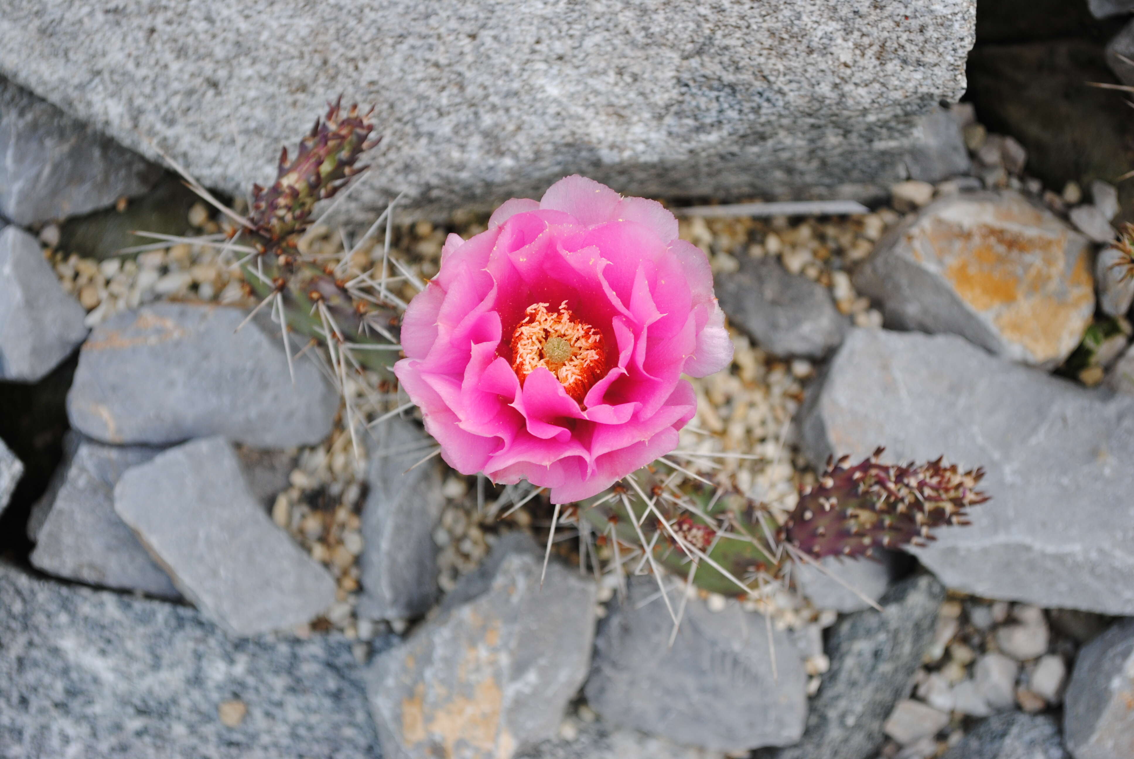 Image of Panhandle Prickly-pear