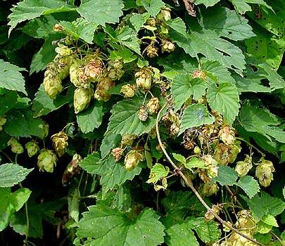 Image of common hop