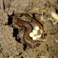 Image of Seepage Salamander