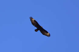 Image of Black Eagle