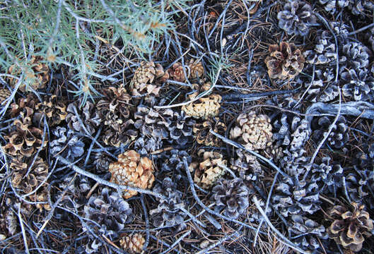 Image of singleleaf pinyon