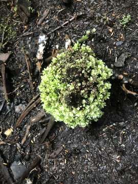 Image of rhizomnium moss