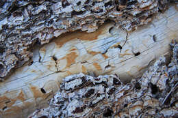 Image of singleleaf pinyon