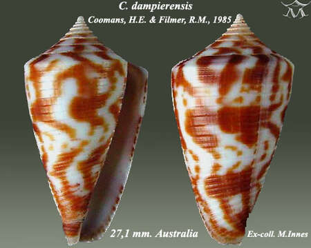 Image of Conus dampierensis Coomans & Filmer 1985