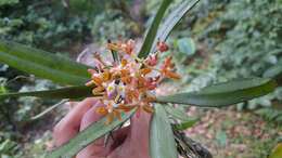 Image of Gastrochilus acutifolius (Lindl.) Kuntze