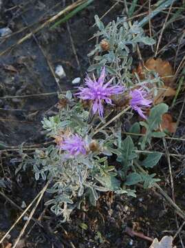 Image de Centaurea leucophaea Jord.