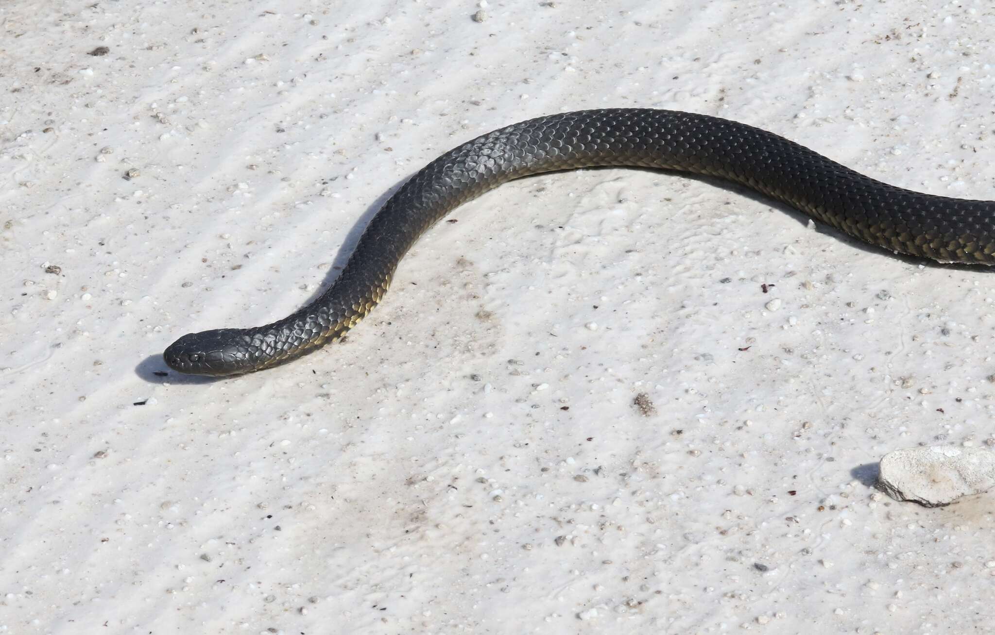 Image of Australian Tiger Snakes