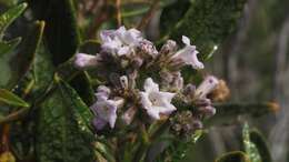 Image of hairy yerba santa