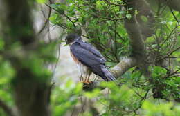 Image of Japanese Sparrowhawk