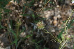 Plancia ëd Nigella elata Boiss.