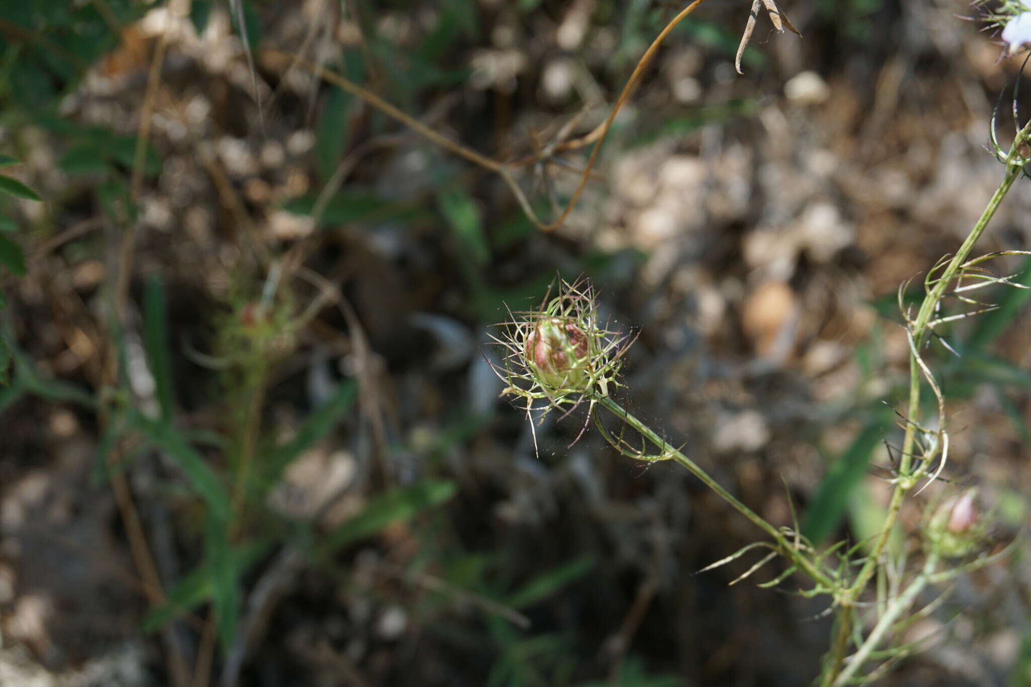 Plancia ëd Nigella elata Boiss.