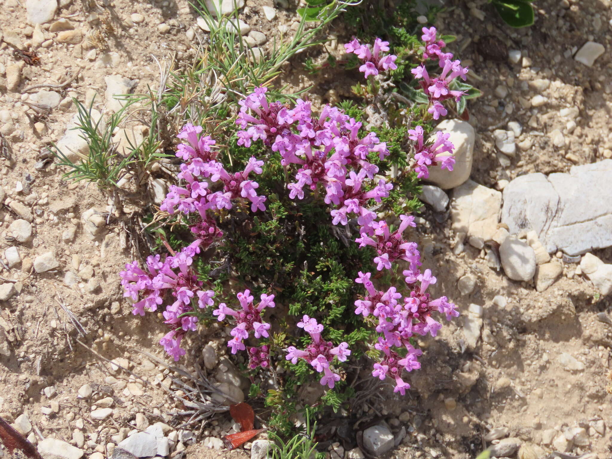 Sivun Thymus granatensis Boiss. kuva