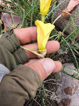 Imagem de Oenothera acutissima W. L. Wagner