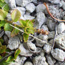 Acalypha chamaedrifolia (Lam.) Müll. Arg. resmi