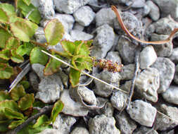 Imagem de Acalypha chamaedrifolia (Lam.) Müll. Arg.