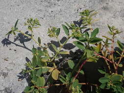 Image of Euphorbia atoto G. Forst.