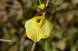 Imagem de Utricularia bremii Heer