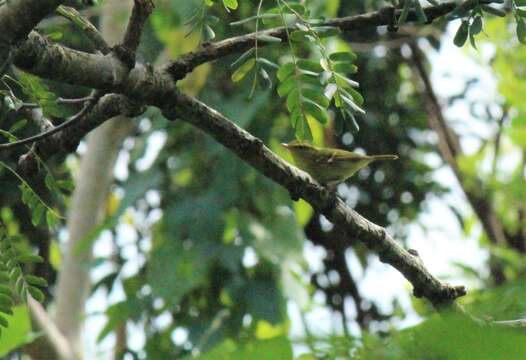 Image of Hartert's Leaf Warbler