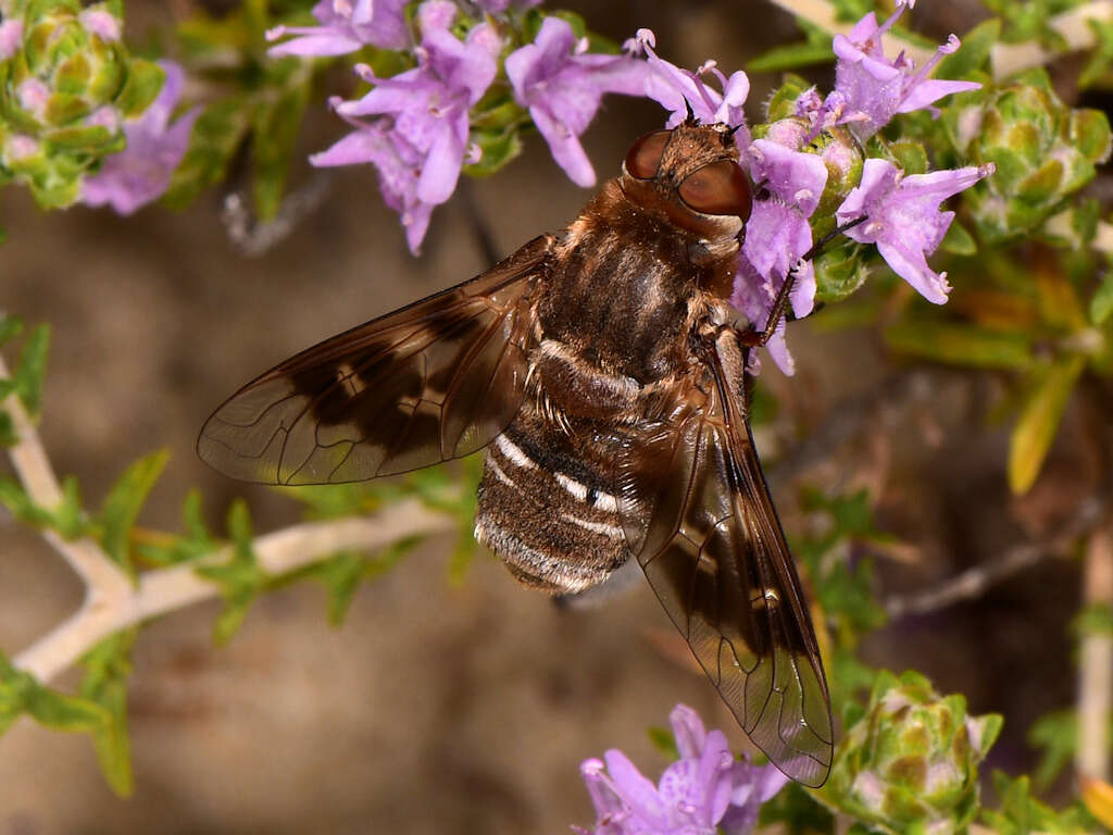 Image of Mottled bee-fly