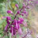 Teucrium betonicum L'Hér. resmi