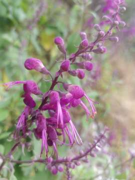 Слика од Teucrium betonicum L'Hér.