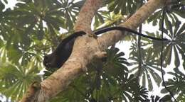 Image of Greater Spot-nosed Guenon