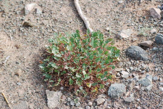 Image of Erodium tibetanum Edgew. & Hook. fil.