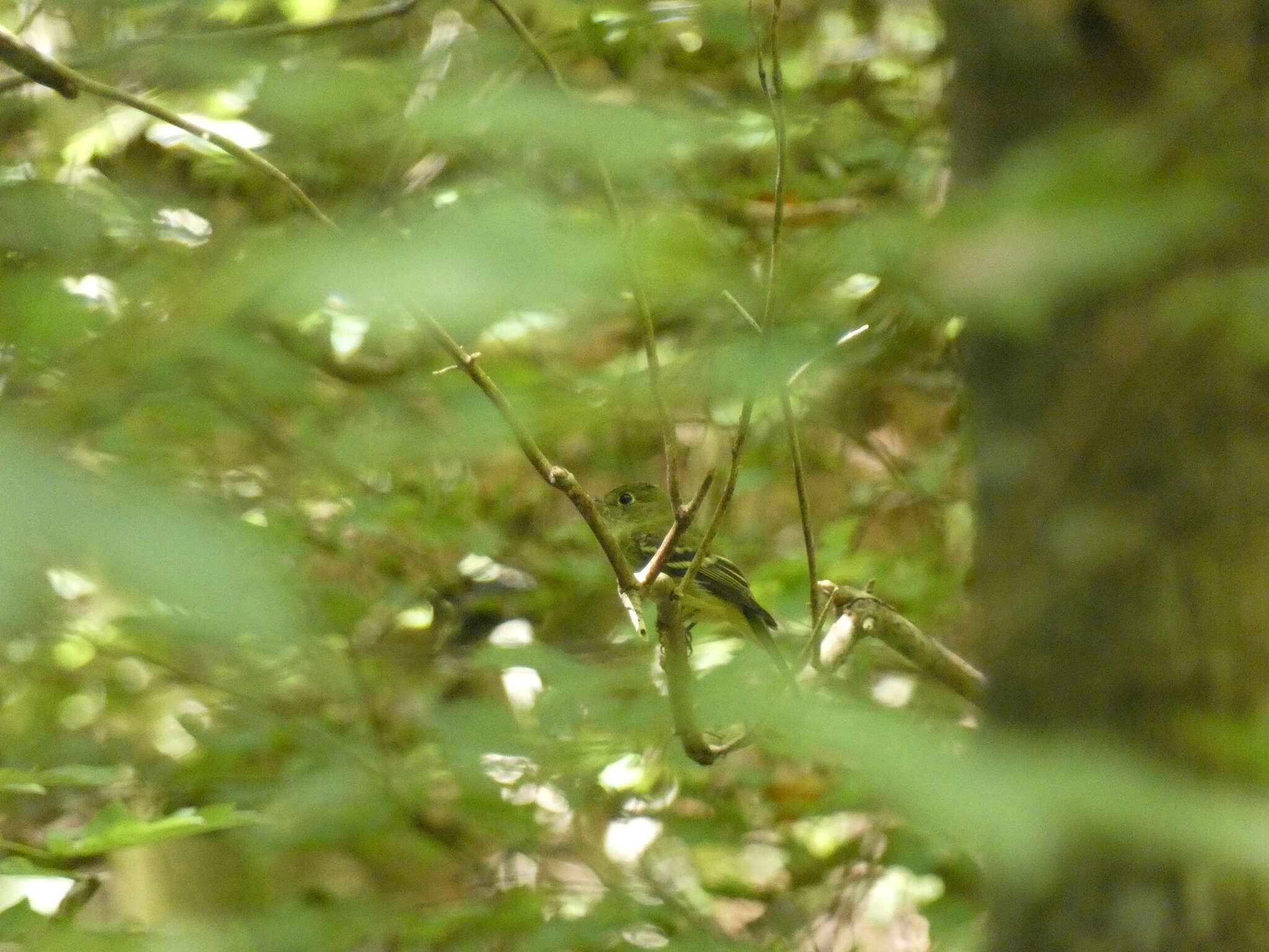 Image of Acadian Flycatcher