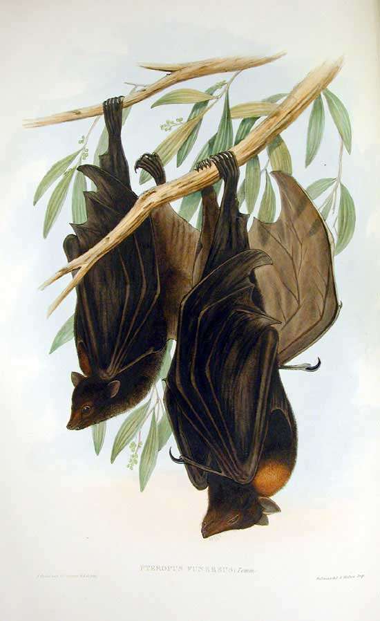 Image de Pteropus alecto Temminck 1837
