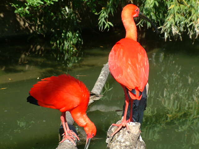 Image of Scarlet Ibis