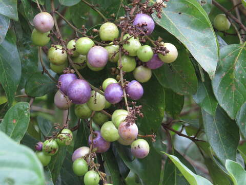 Gmelina fasciculiflora Benth. resmi