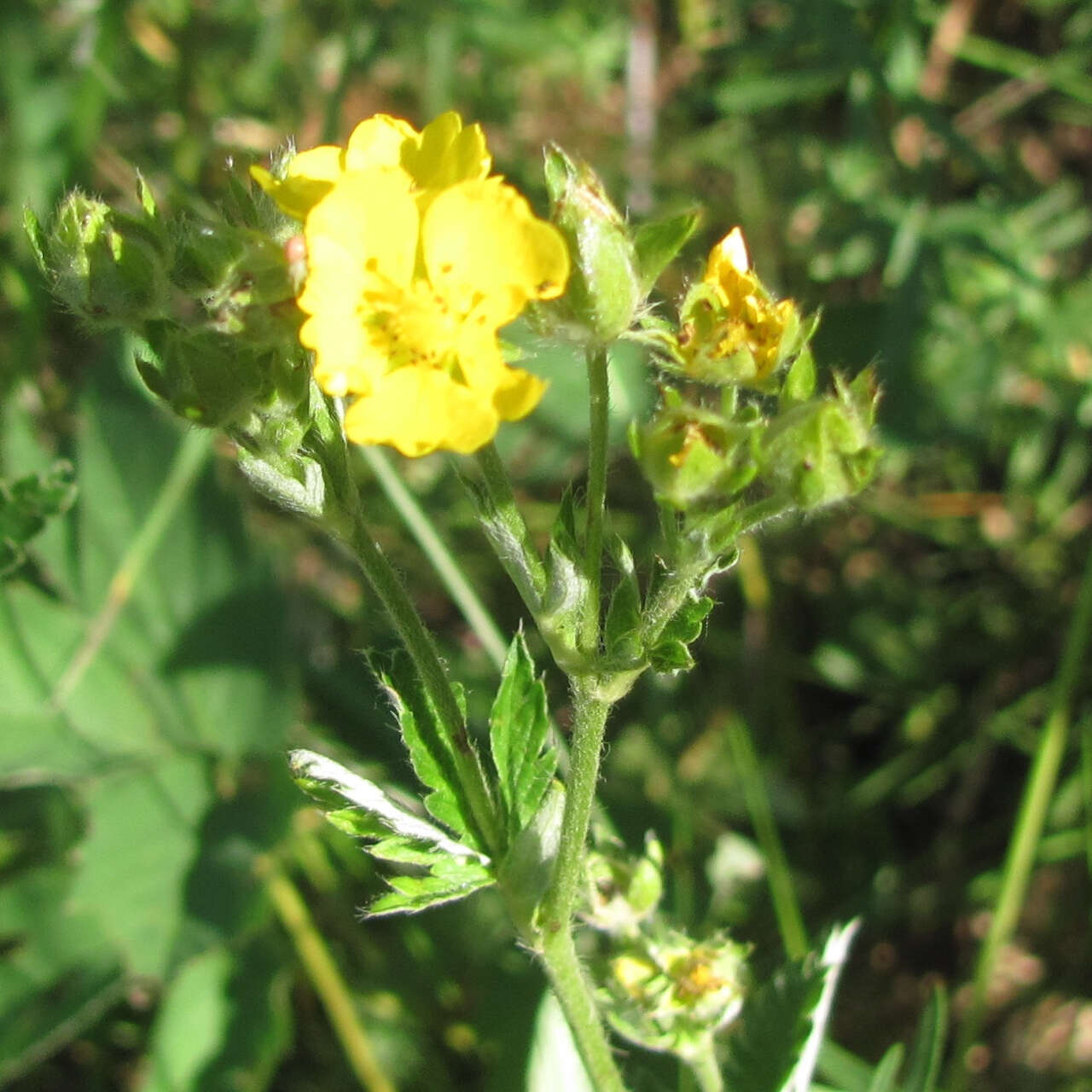 Image of Soft Cinquefoil