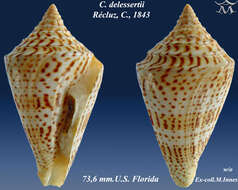 Image of Conasprella delessertii (Récluz 1843)