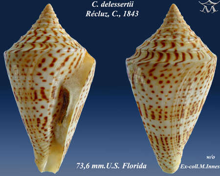 Image of Conasprella delessertii (Récluz 1843)