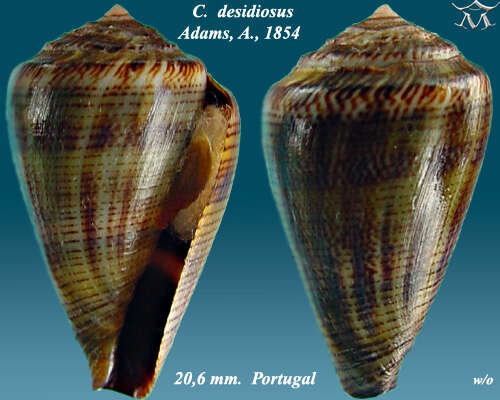 Image de Conus desidiosus A. Adams 1854